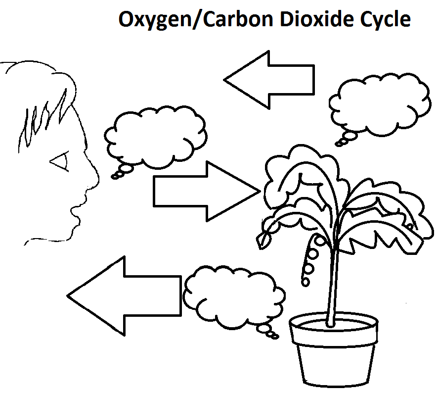 31 The Carbon Cycle Worksheet, Pics Photos The Carbon Cycle