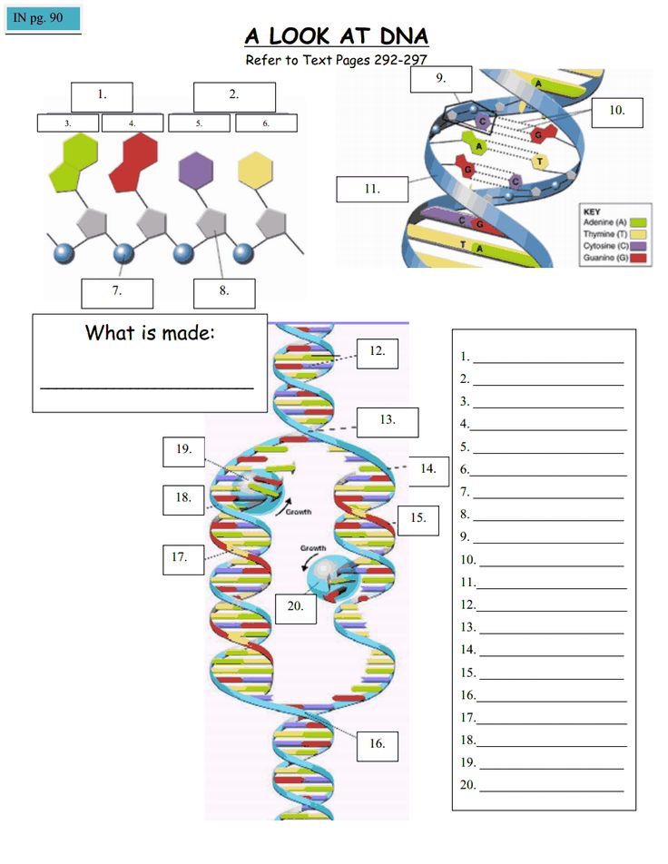 37 Best Of Dna Lesson Plans For Elementary Students