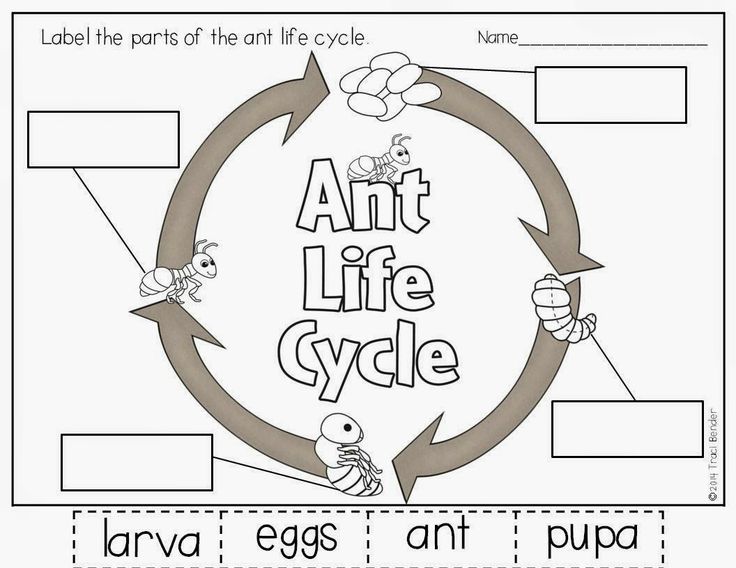 65 Best Insects Images On Free Worksheets Samples