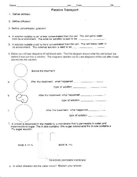 Active And Passive Transport Worksheets