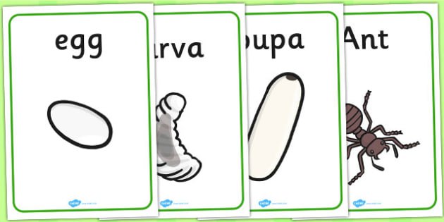 Ant Life Cycle Worksheets