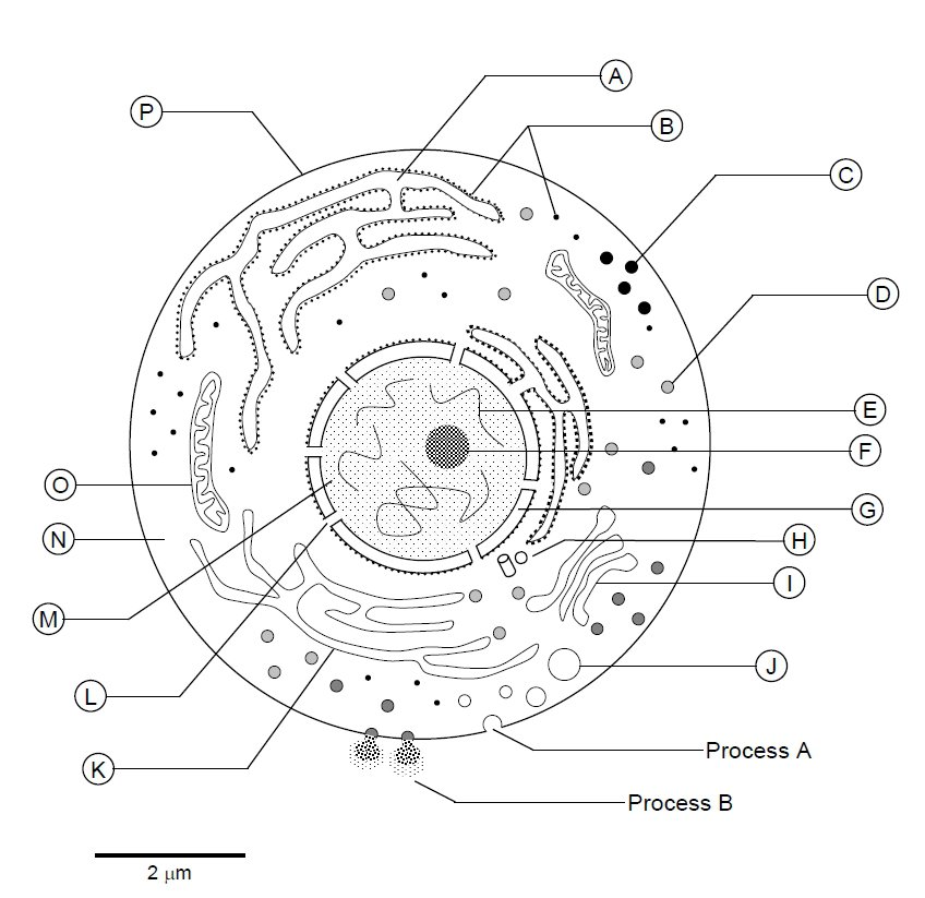 Blank Cell Diagram Worksheet The Best Worksheets Image Collection