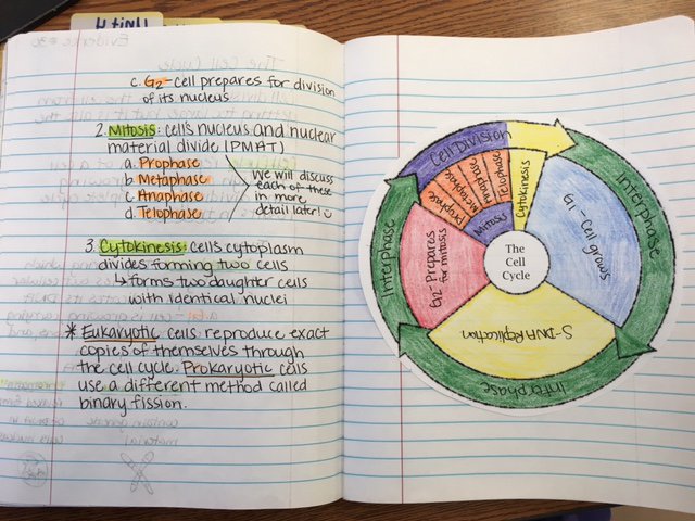 Cell Cycle Coloring Worksheet The Cell Cycle Coloring Worksheet