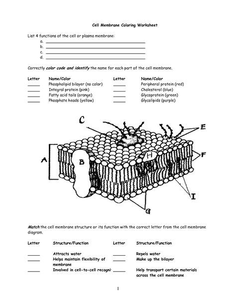 Cell Membrane Coloring Worksheet Answer Key Cell Membrane Coloring