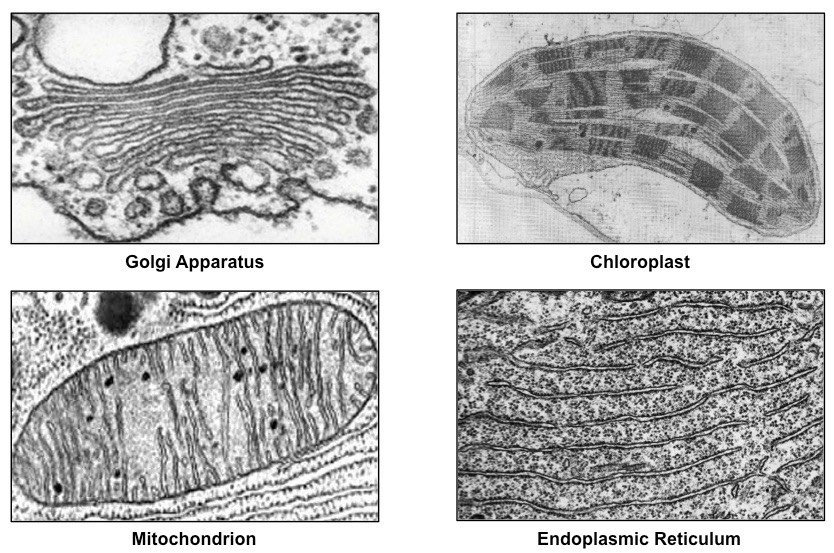 Cell Micrographs
