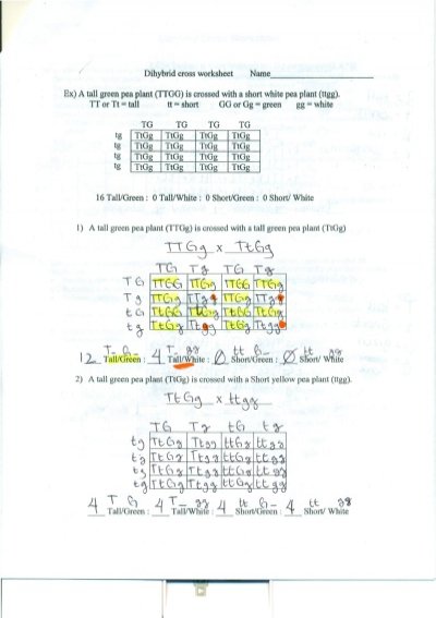 Dihybrid Cross Worksheet Answers Dihybrid Cross Worksheet Answers