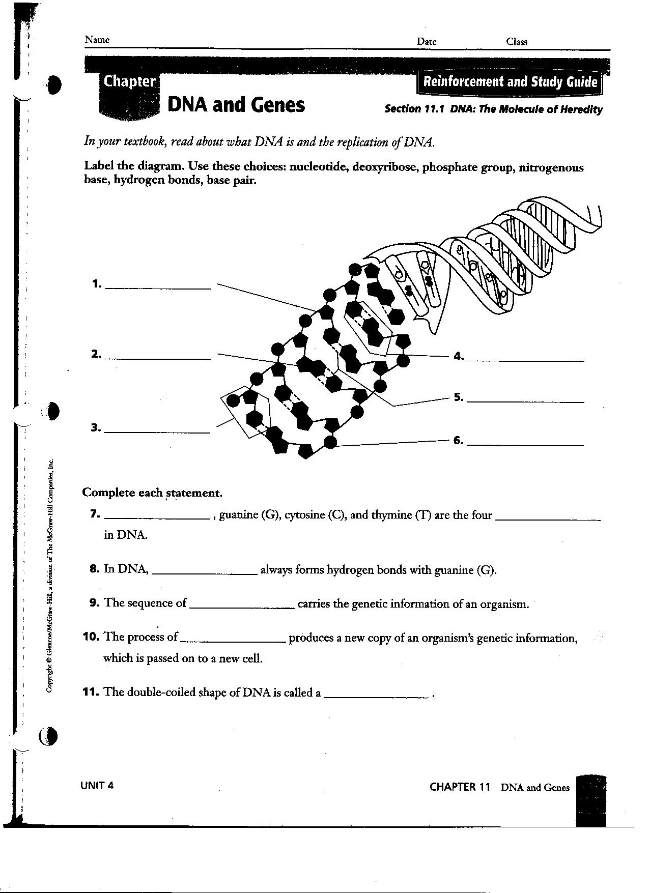 Dna Worksheets High School The Best Worksheets Image Collection