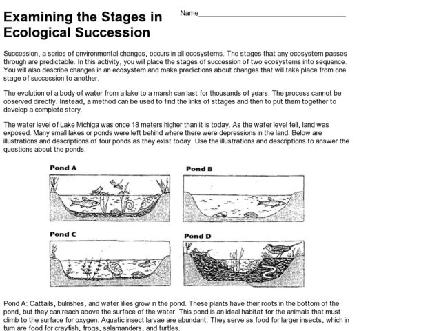 Ecological Succession Worksheet Answers Ecological Succession