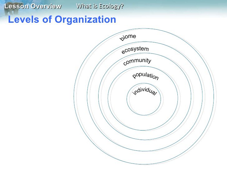 Ecology Levels Of Organization Worksheet The Best Worksheets Image