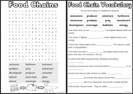 Food Chain Worksheet Food Chain Worksheet 4th Grade Worksheets For
