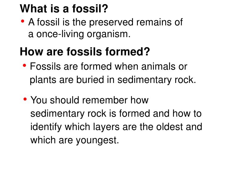 Fossil Worksheets For 4th Grade