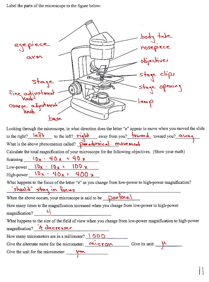 Microscope Lab Worksheets Answers
