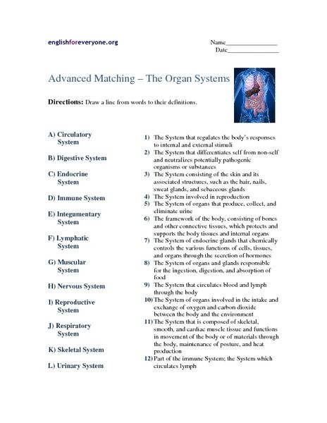 Human Body Systems Matching Worksheet Answers Worksheets