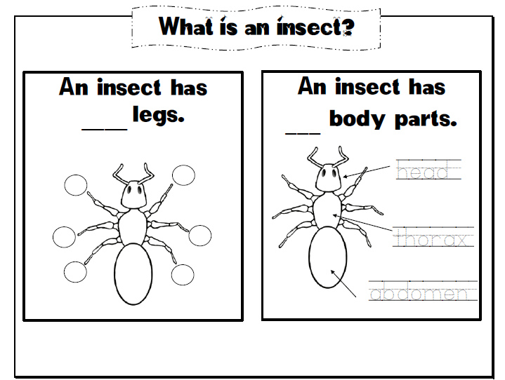 Insect Parts Worksheet The Best Worksheets Image Collection