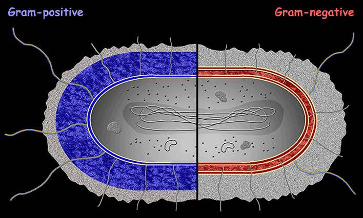 Interactive Bacteria Model
