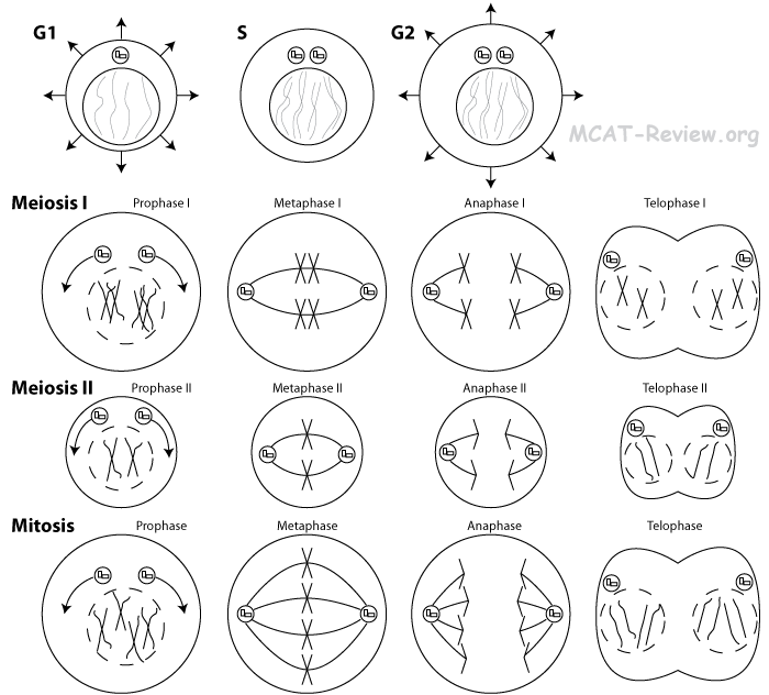 Meiosis And Mitosis Worksheet