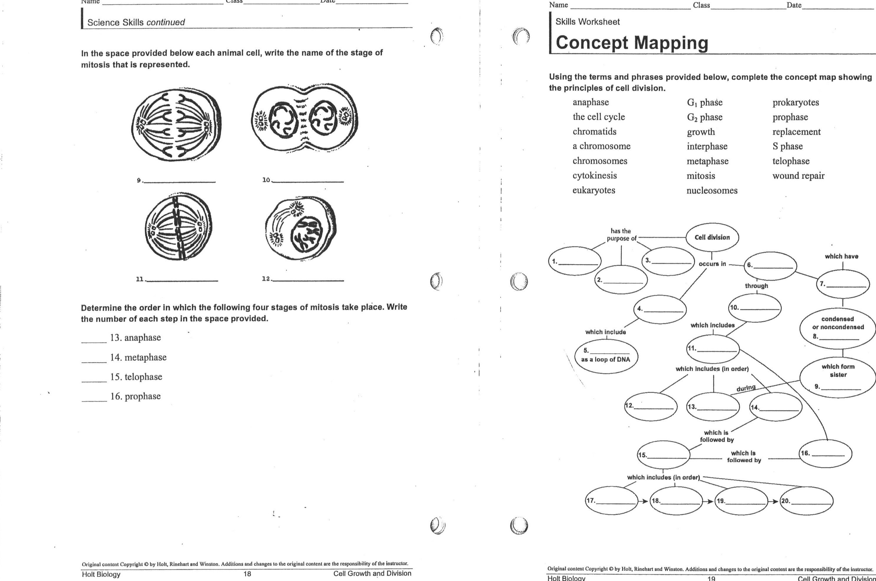 Meiosis Worksheet Pdf The Best Worksheets Image Collection