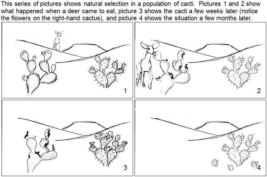 Natural Selection Worksheet Answer Key Evolution Natural Selection