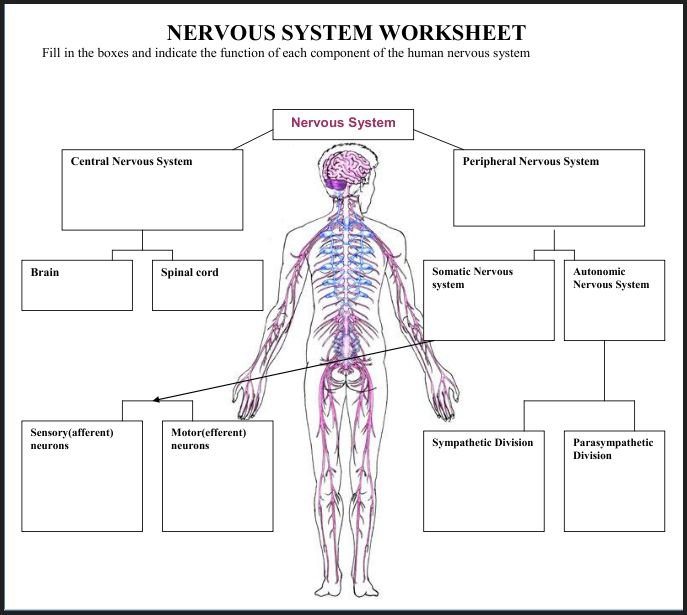 Nervous System Worksheet Answers Nervous System Worksheets Answer