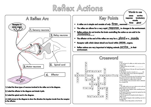 Nervous System Worksheet Gcse Worksheets On The Nervous System