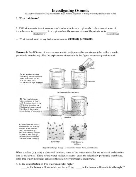 Osmosis Worksheet Answers Diffusion And Osmosis Worksheet Osmosis
