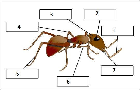 Parts Of An Ant Worksheet