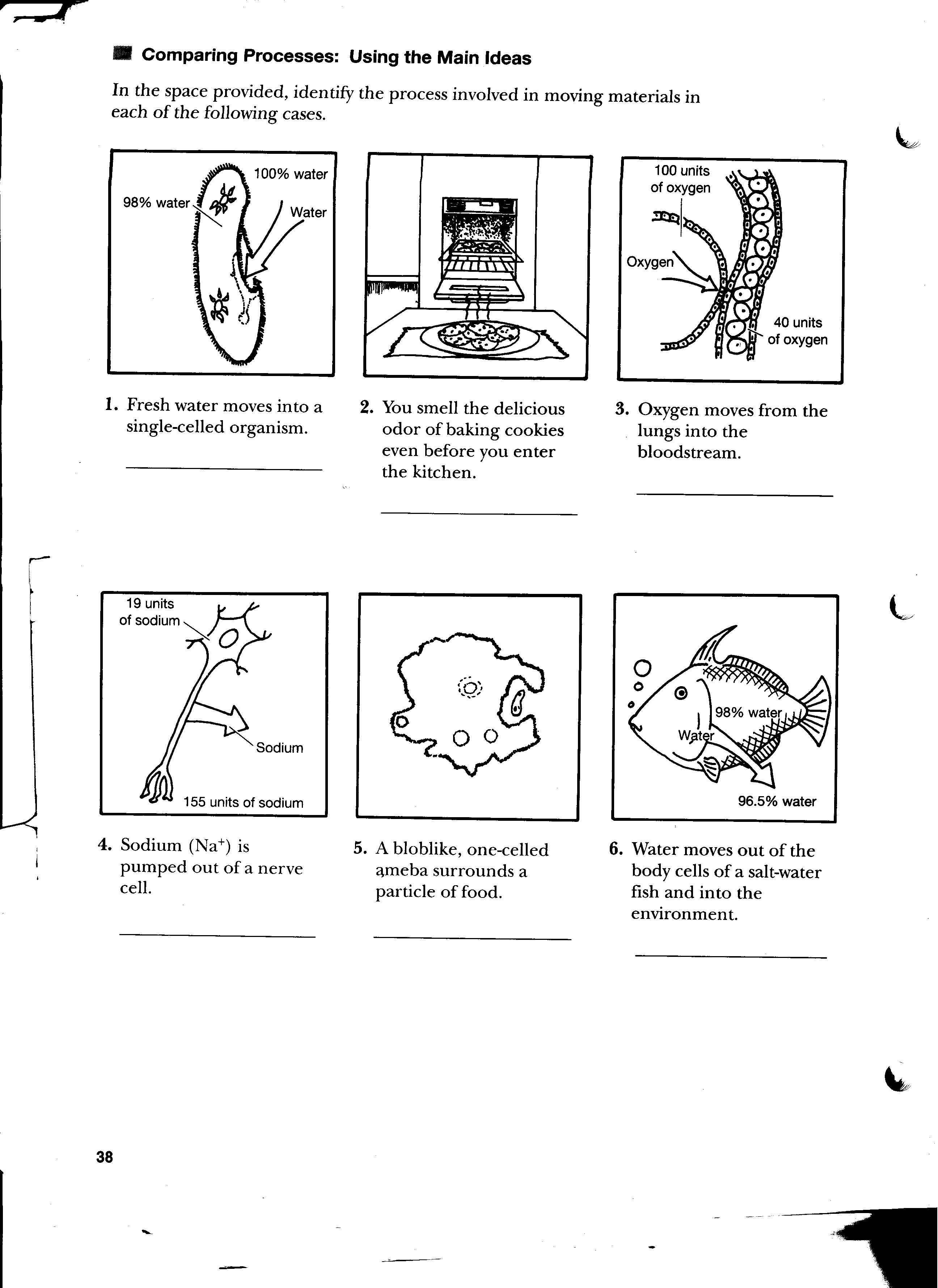 Active Passive Transport Worksheets