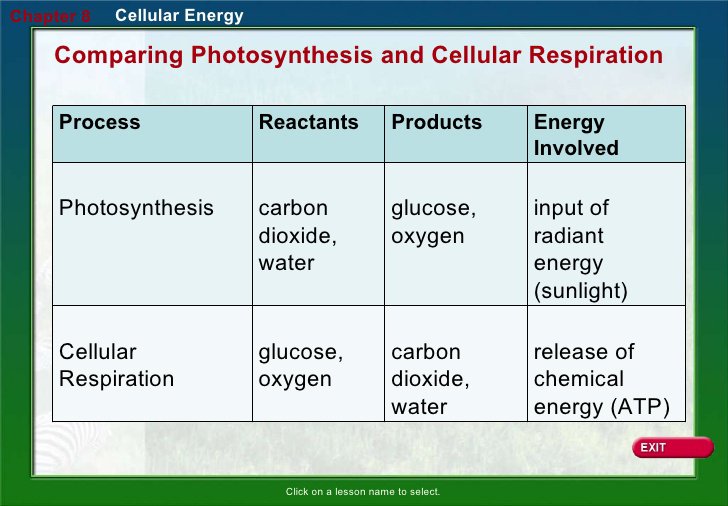Photosynthesis And Cellular Respiration Comparison Worksheet