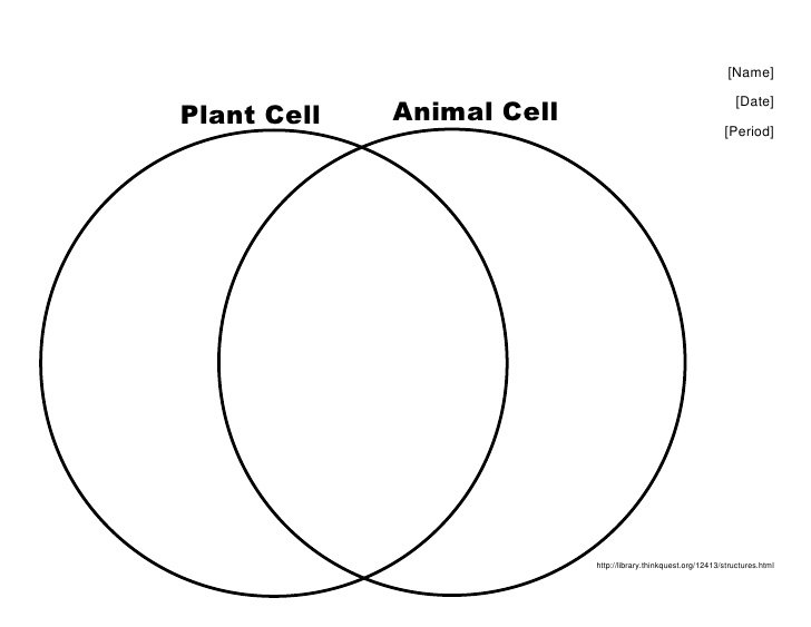 Plant Animal Cell Venn Diagram Worksheet