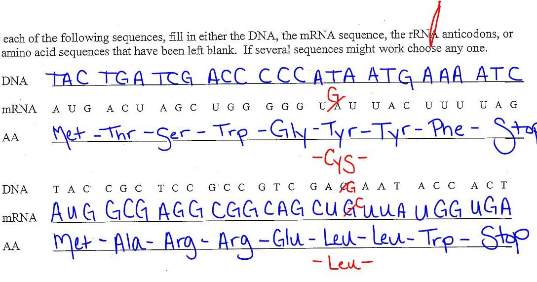 Replication Transcription And Translation Practice ...