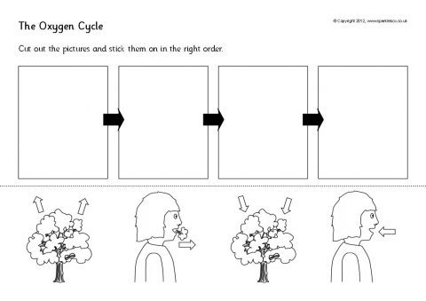 The Oxygen Cycle Cut And Stick (sb8191)