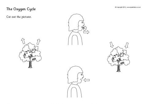 The Oxygen Cycle Cut And Stick (sb8191)