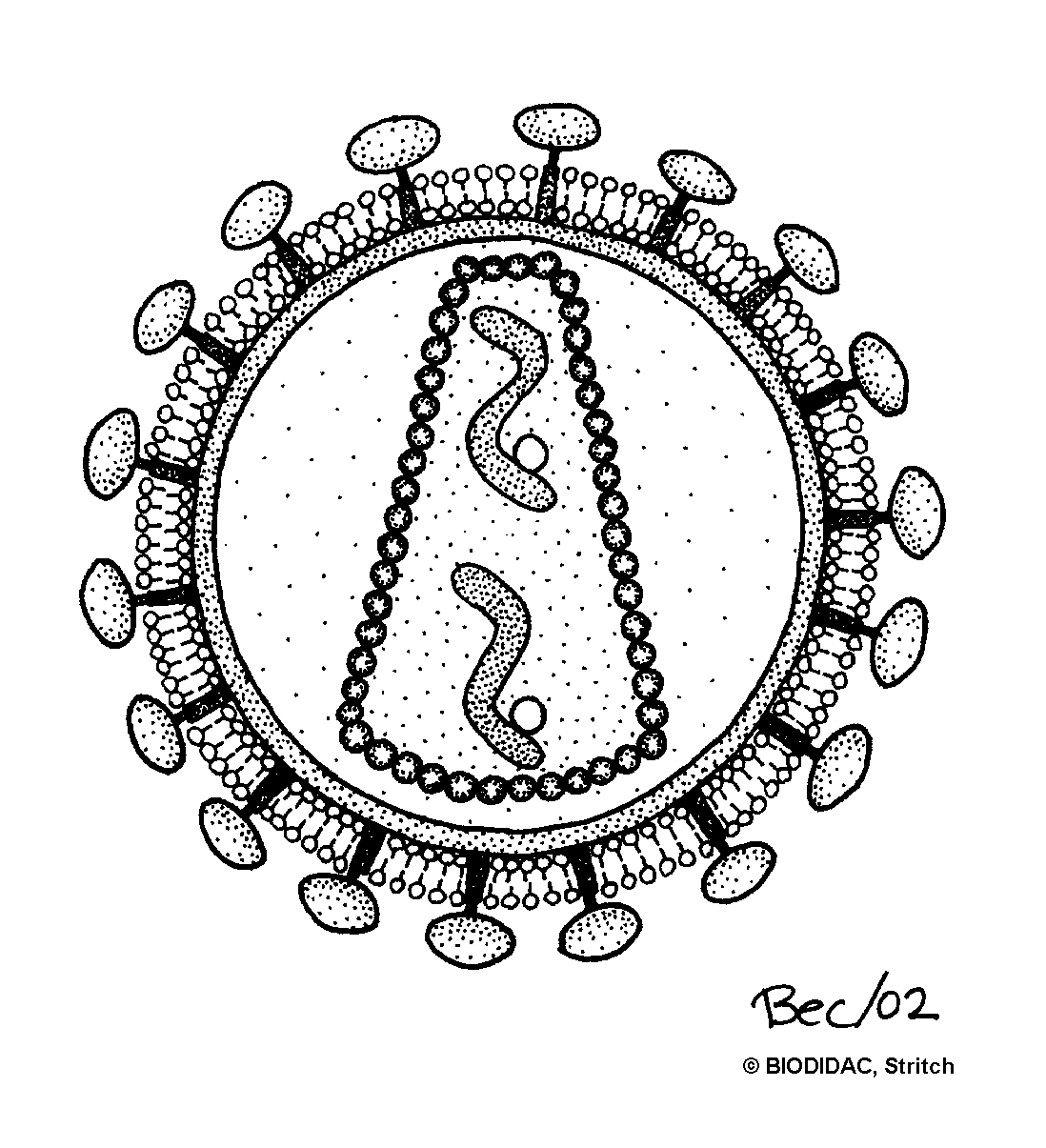 Virus Coloring Worksheet The Best Worksheets Image Collection