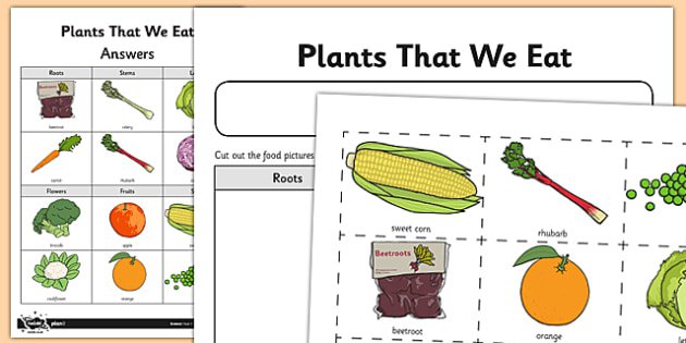 Worksheet   Activity Sheet Plant Parts We Eat