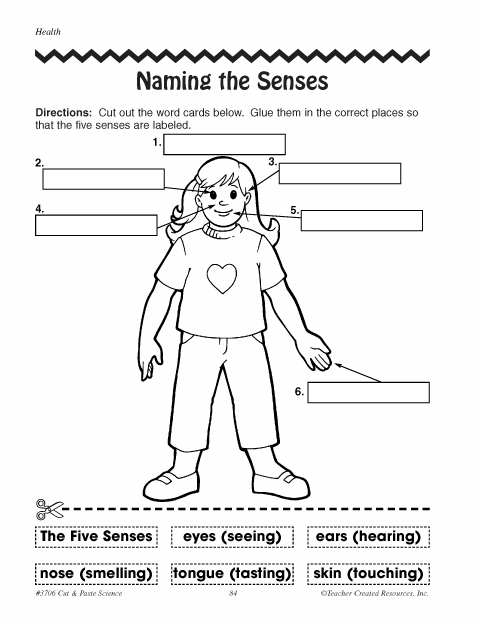 Worksheet Senses Pdf