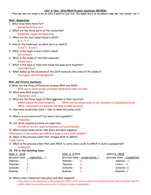 11 Elegant Protein Synthesis Worksheet Answers