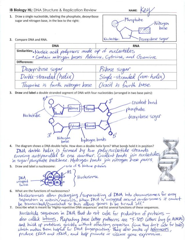 Dna replication worksheets answers