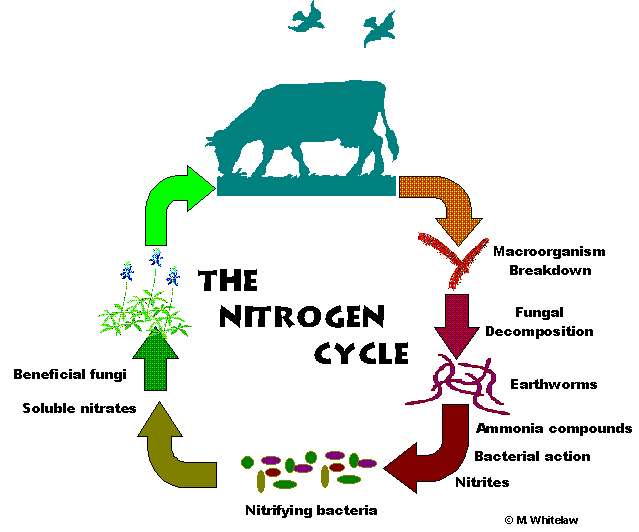 28+ Collection Of Nitrogen Cycle Drawing For Kids