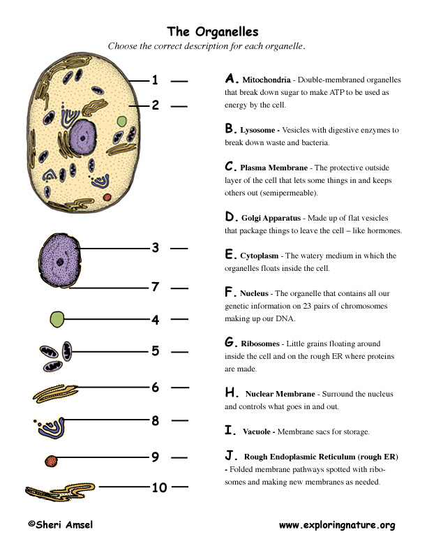 42 Fantastic Cell Organelle Review Worksheet