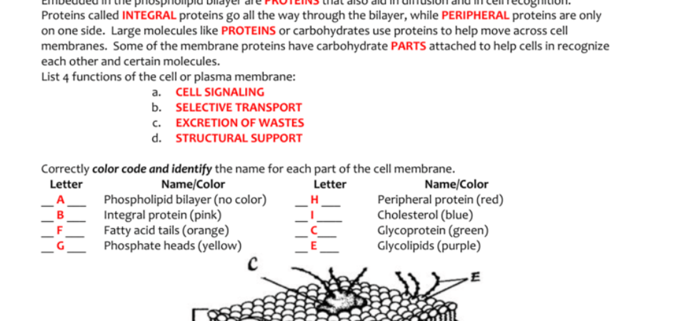 47 Awesome Cell Membrane Coloring Worksheet Answers