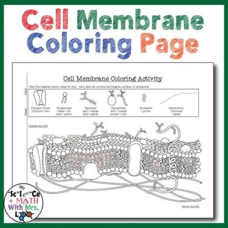47 Awesome Cell Membrane Coloring Worksheet Answers