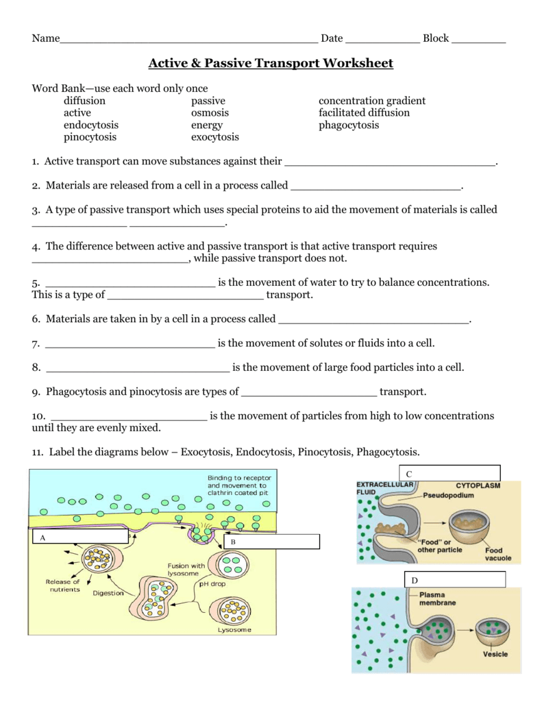 Active Transport Diagram Worksheet