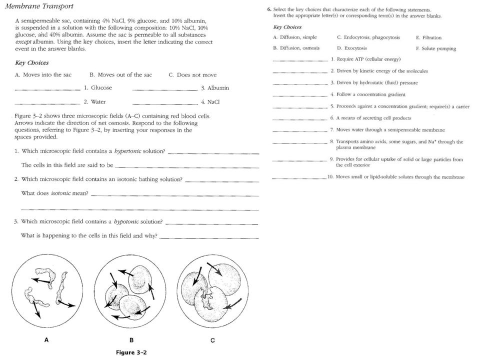 Active Transport Worksheet The Best Worksheets Image Collection