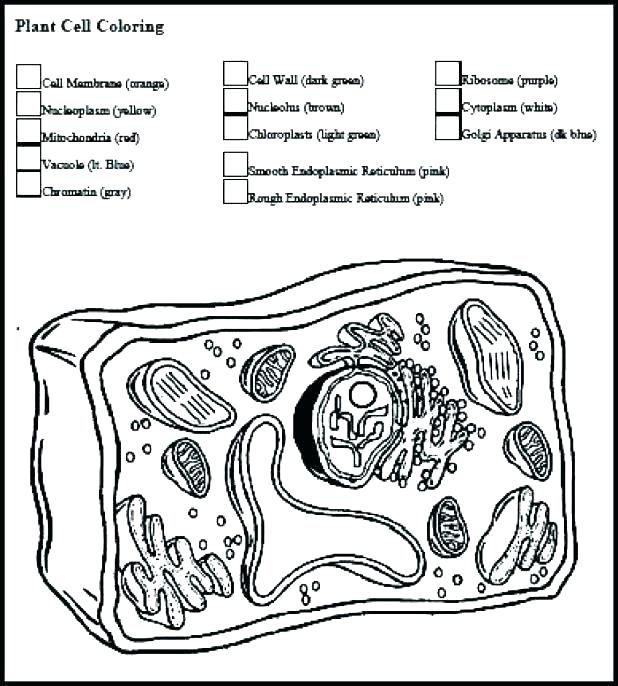 Animal Cell Coloring Worksheets Kids Colori On Animal Cell