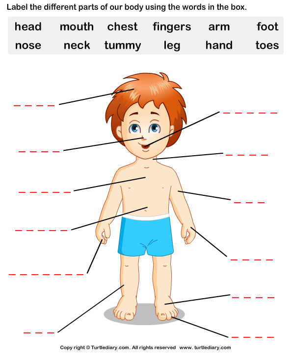 Body Labeling Worksheet The Best Worksheets Image Collection