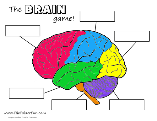 Brain Crafts & Activities | Free Worksheets Samples
