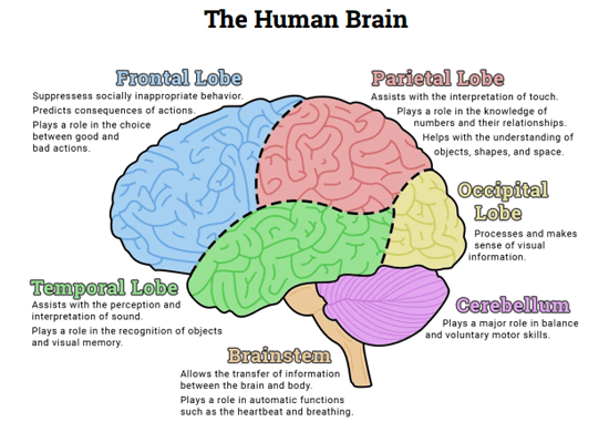 Captivating Brain Lobes Worksheets On How Many Lobes Are In Each Captivating Brain Lobes Worksheets On How Many Lobes Are In Each