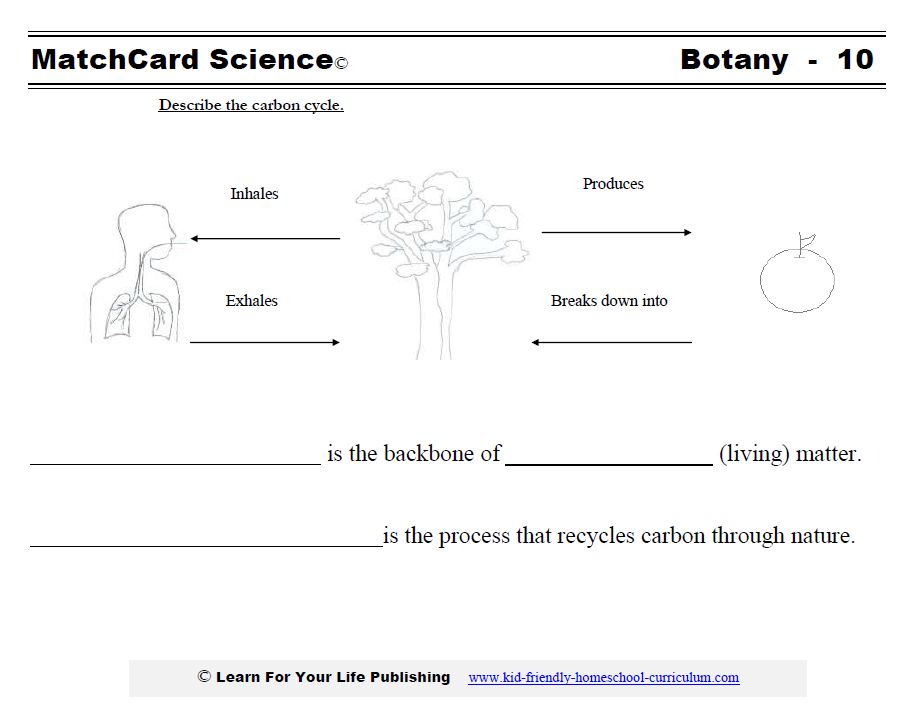 Carbon Cycle, Water Carbon And Nitrogen Cycle Worksheet Answers