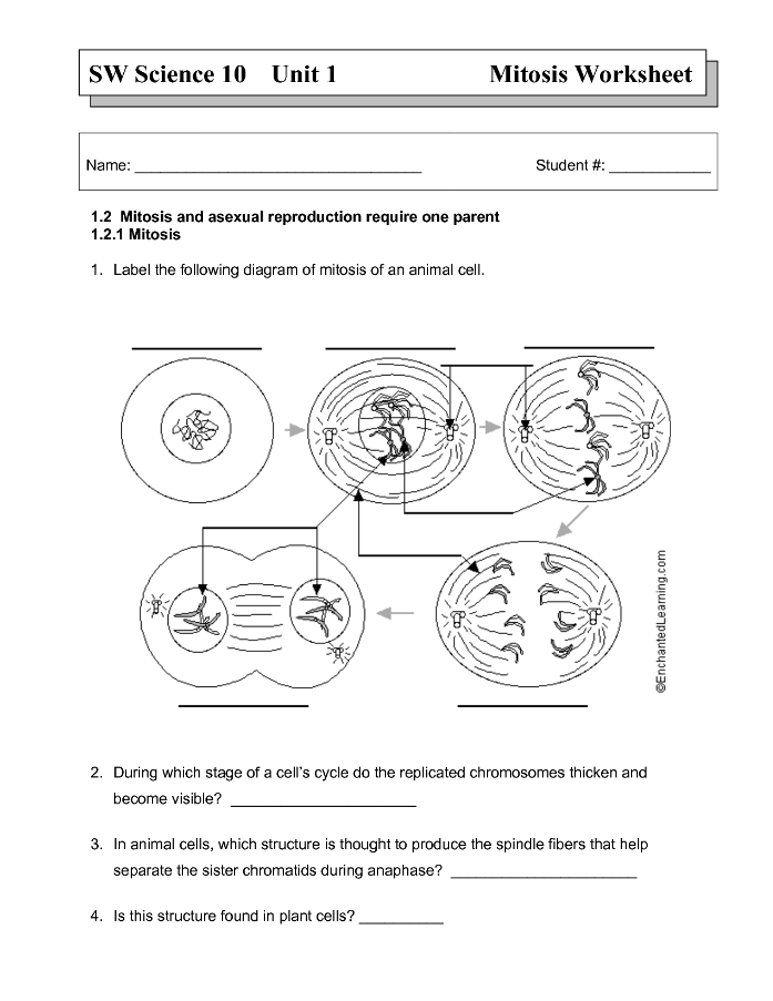 Cell Division And Mitosis Worksheet Answer Key 1394939