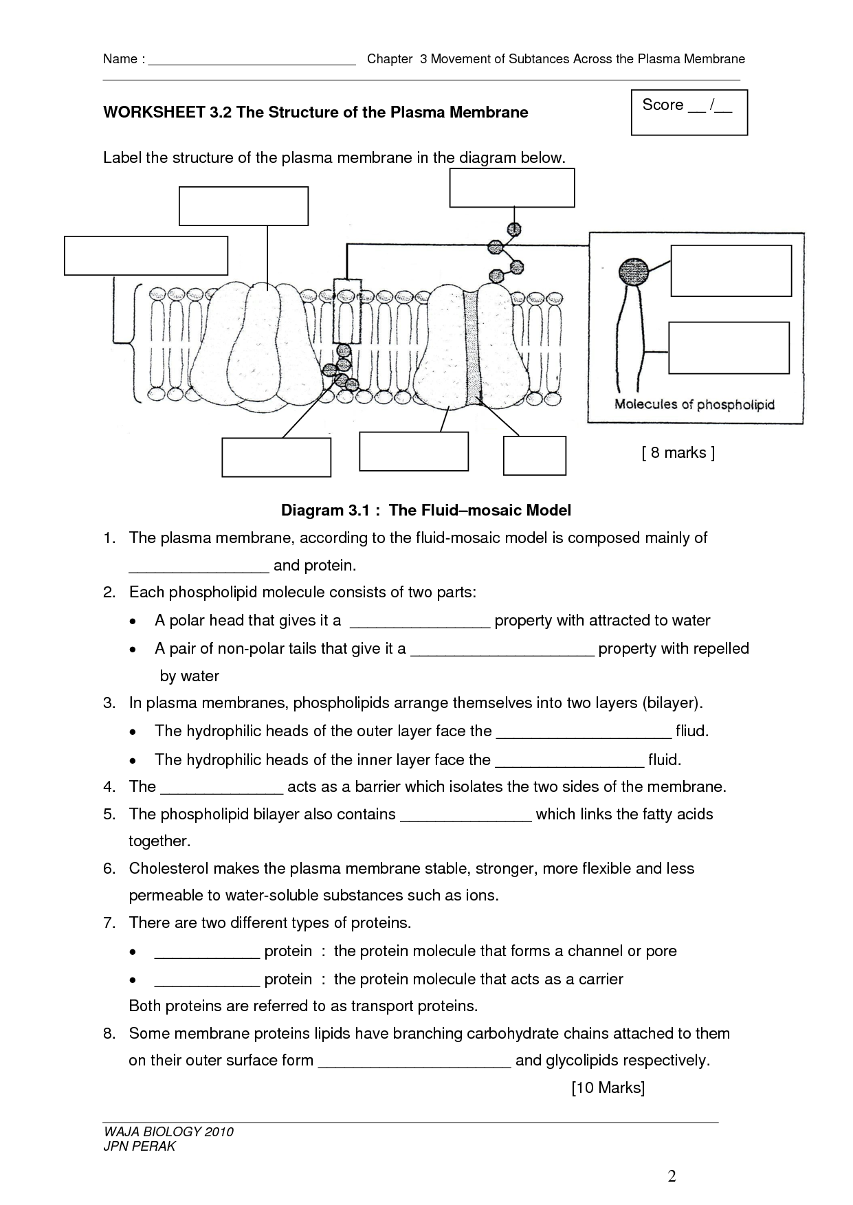 Cell Division Worksheets Middle School 28738